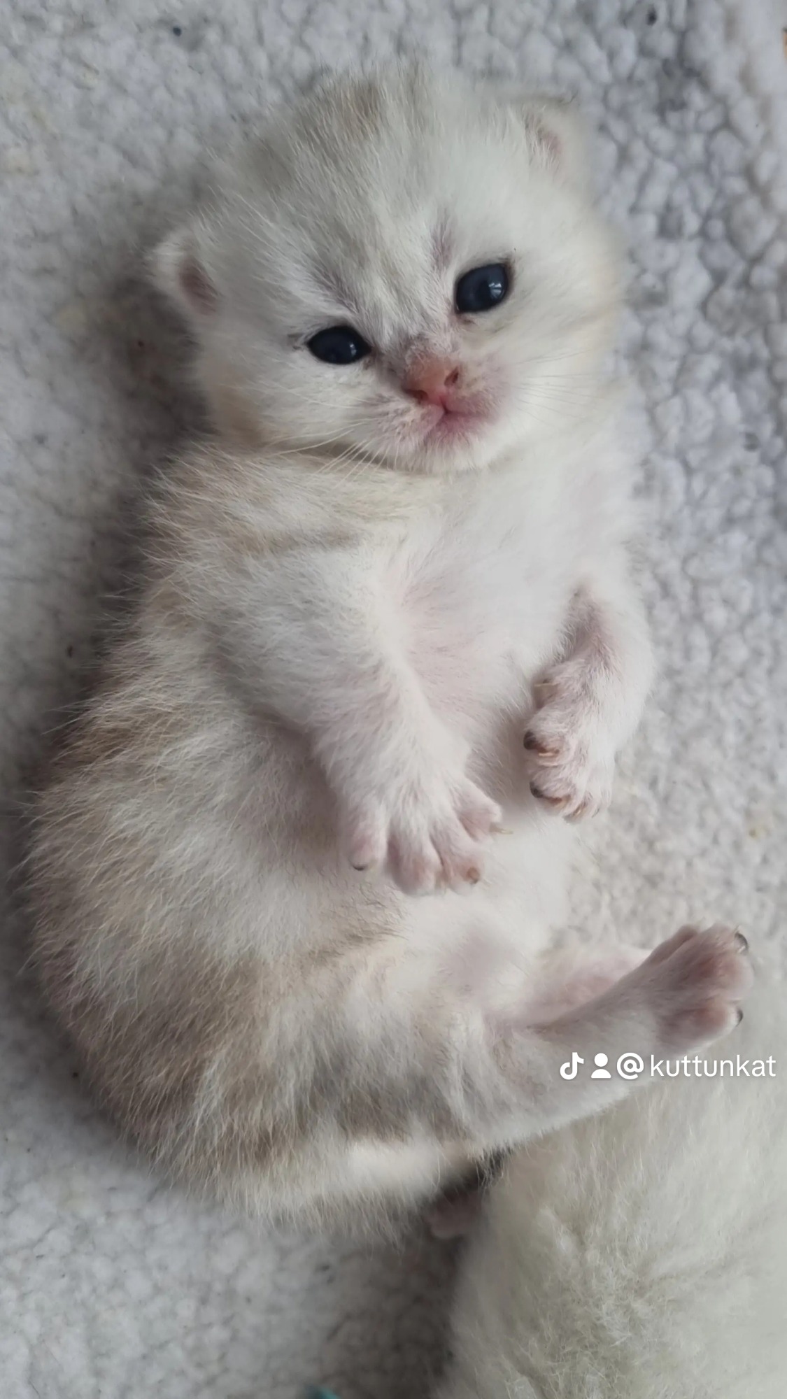gatita silver bloched shaded Gatito pequeño acostado, con pelaje blanco y manchas claras y ojos grandes.