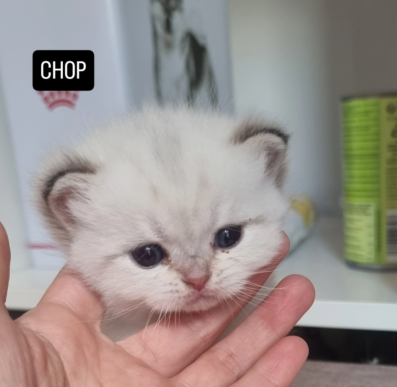silver point, gatito , kitten Gato pequeño con pelaje blanco y ojos oscuros, sostenido en una mano.