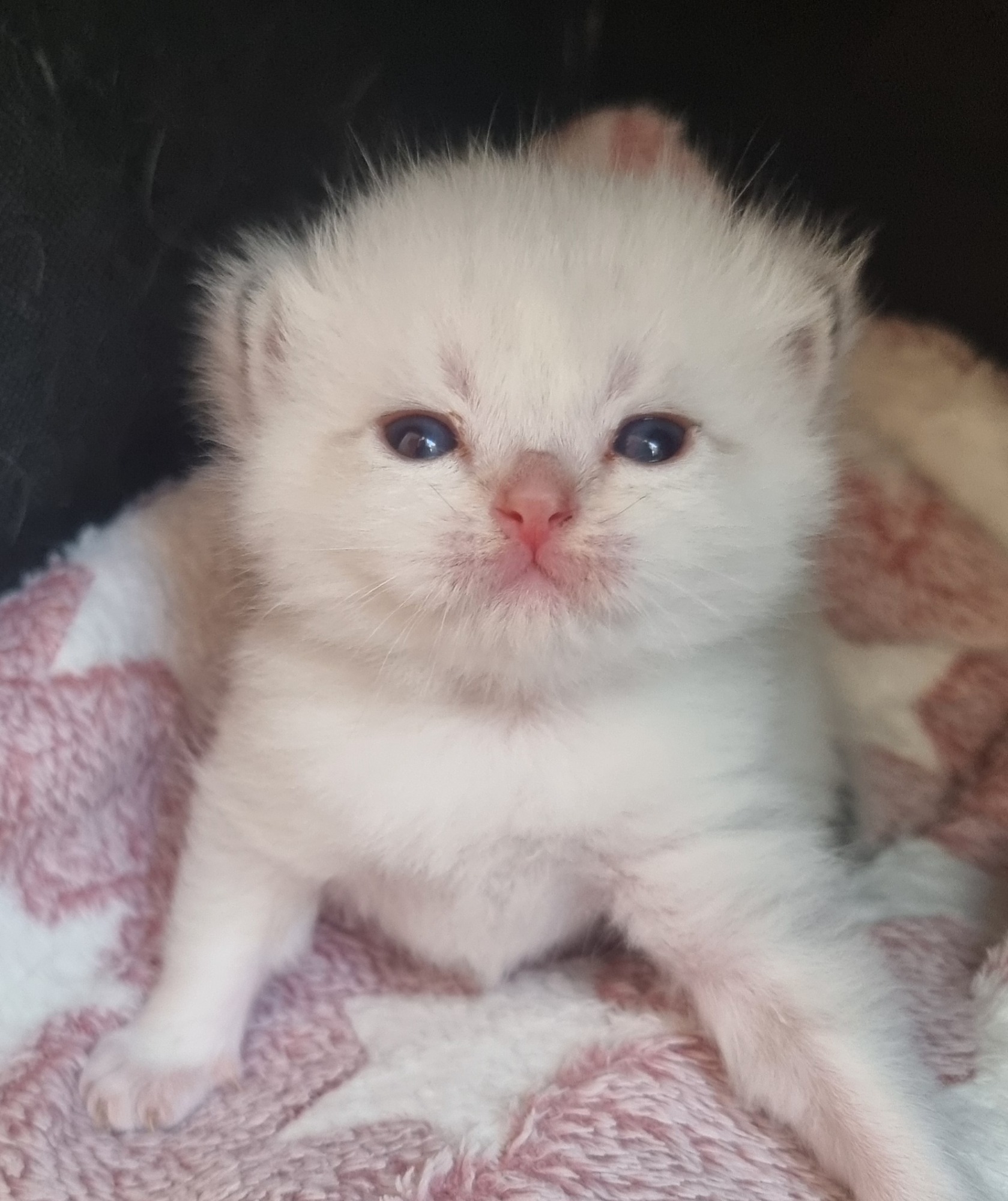 gatitos gatitos,kitten, babies,