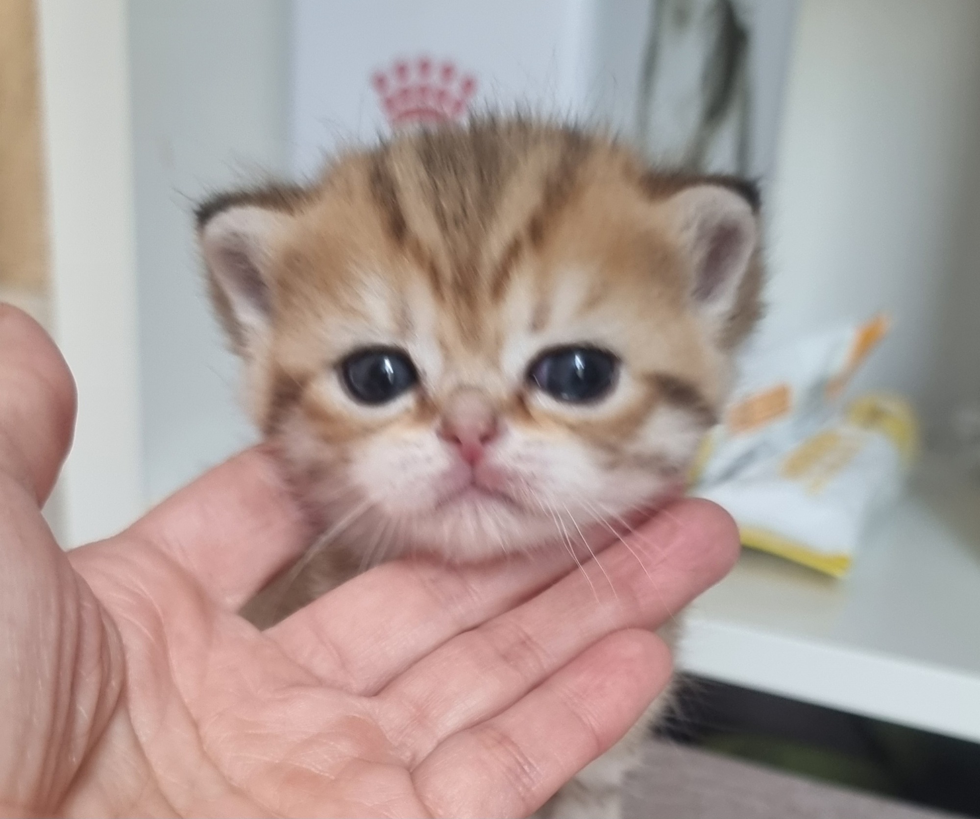 Gatita golden tabby spotted Gatito pequeño con pelaje atigrado en una mano humana.