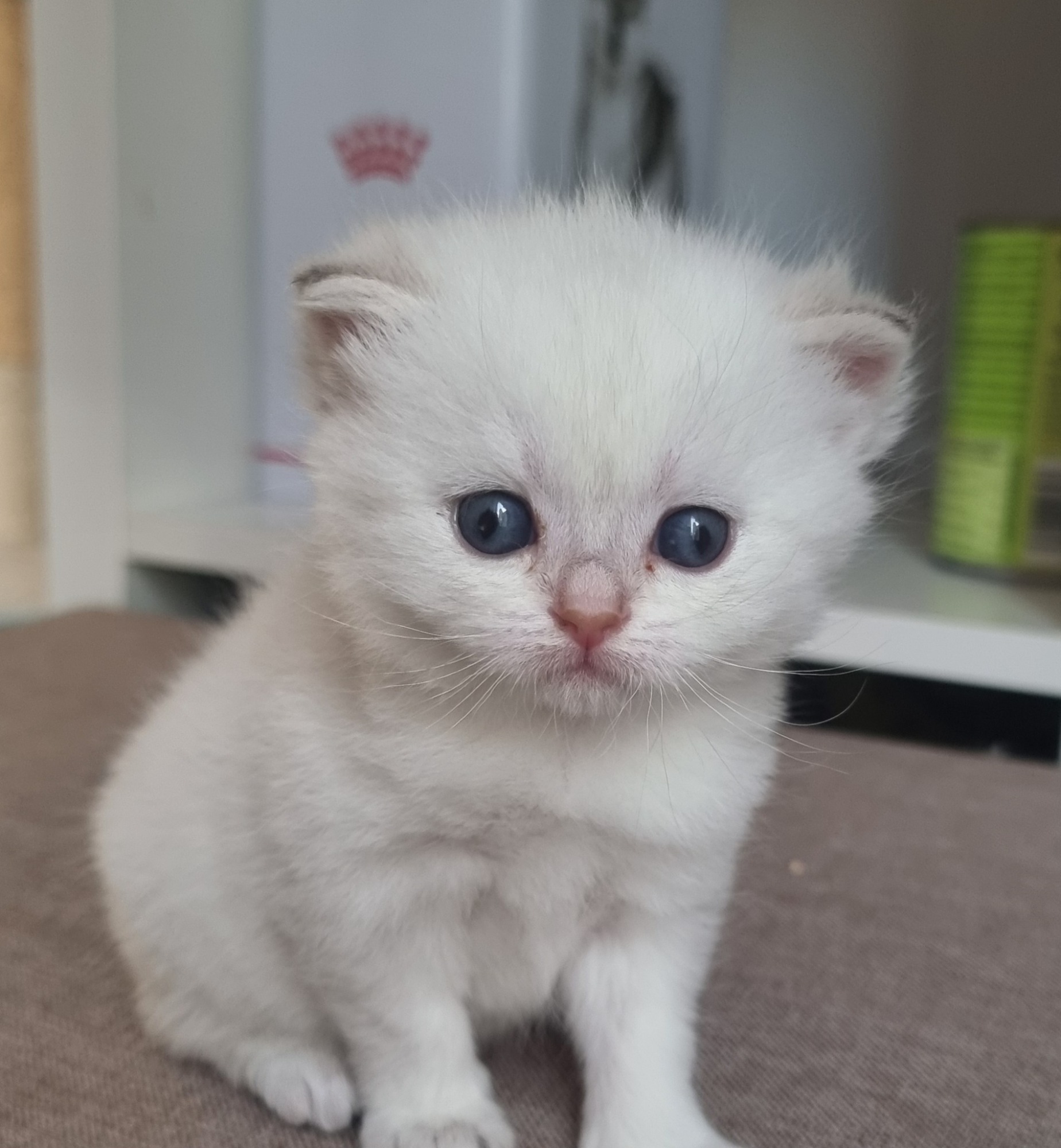 Scottish Gatita silver point