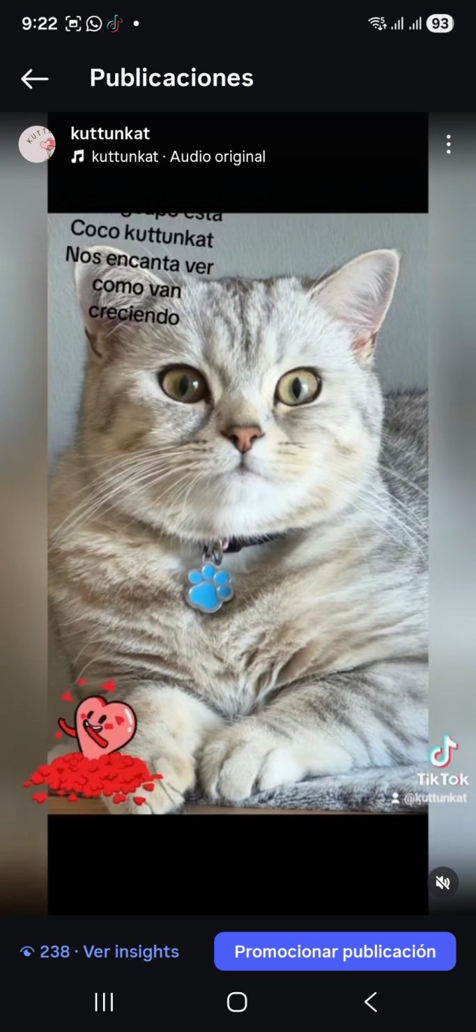 COCO KUTTUNKAT Scottish straight, silver tabby