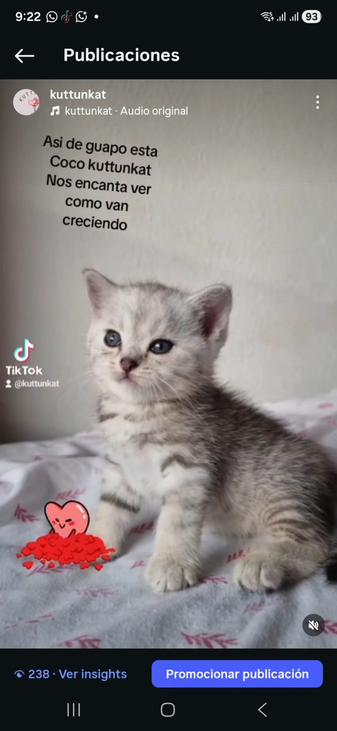 COCO KUTTUNKAT Scottish straight silver tabby Gatito gris con ojos claros, mirando a la cámara con una expresión curiosa.
